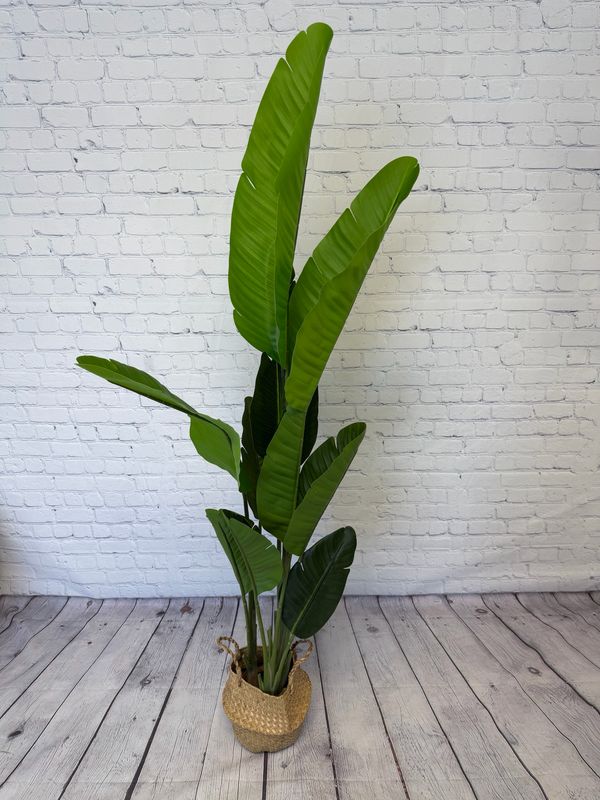 Bird Of Paradise Floor Plant - 5 Foot