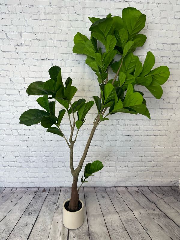 Fiddle Leaf Fig Tree W/ White Pot - 6 Foot