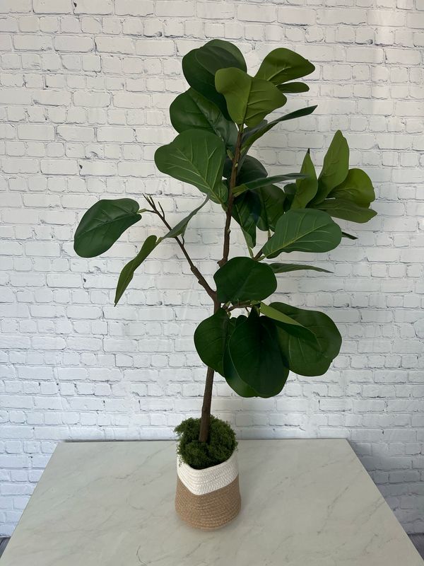 Fiddle Leaf Fig Tree - 4 Foot