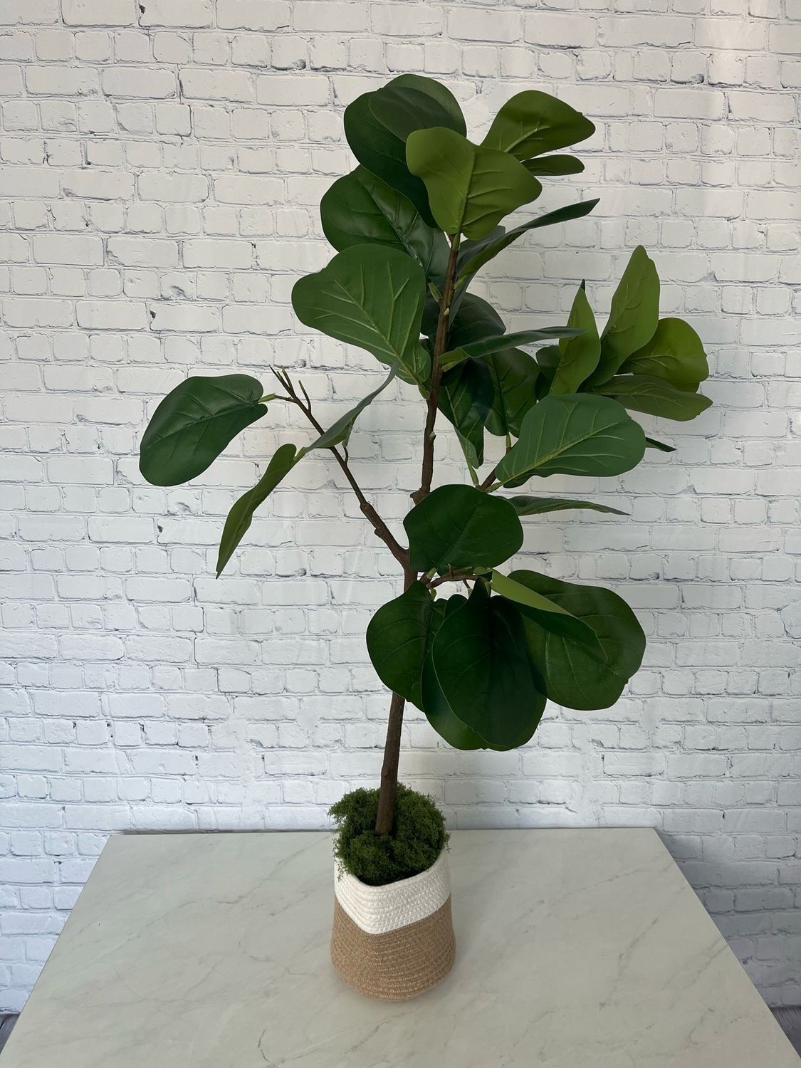 Fiddle Leaf Fig Tree - 4 Foot
