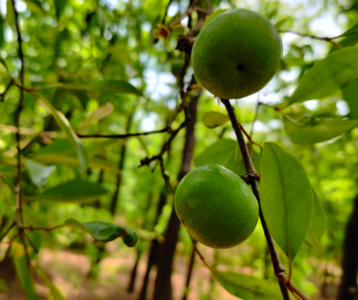 Amsule (Goa Butter Tree)