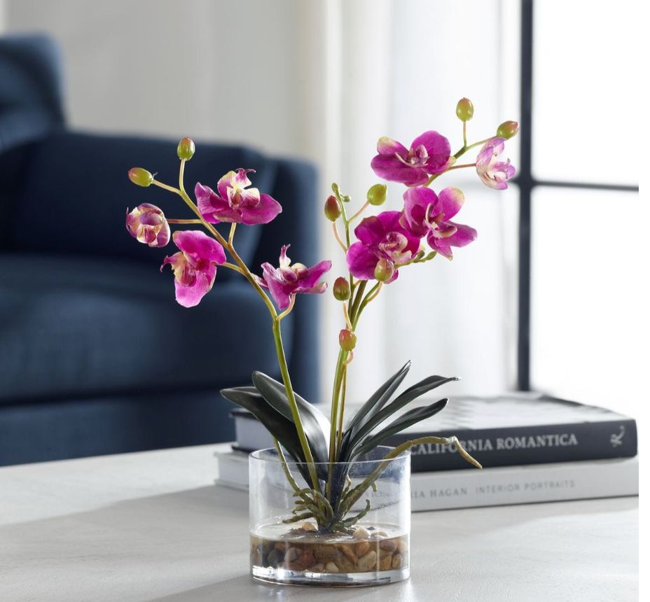 Glory Orchid