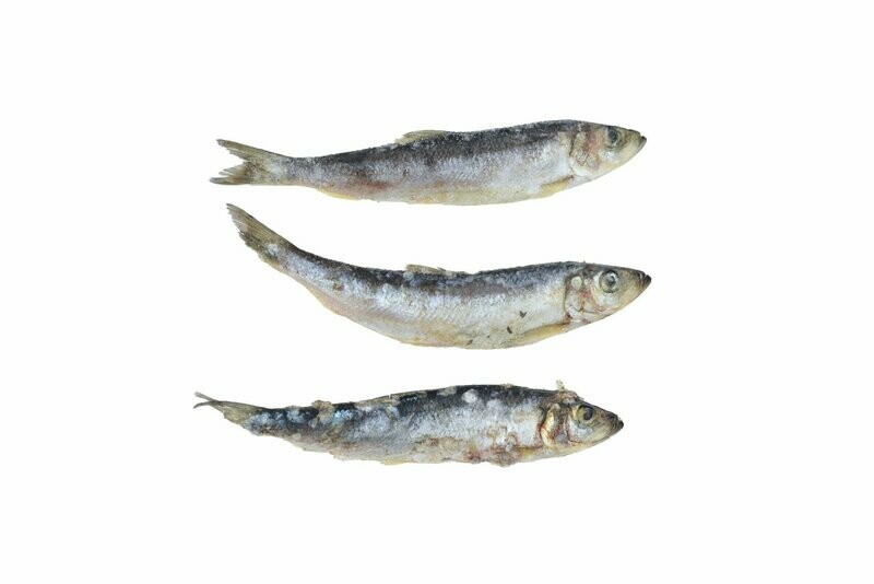 Mackerel