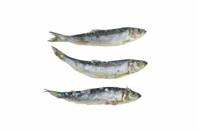 Mackerel
