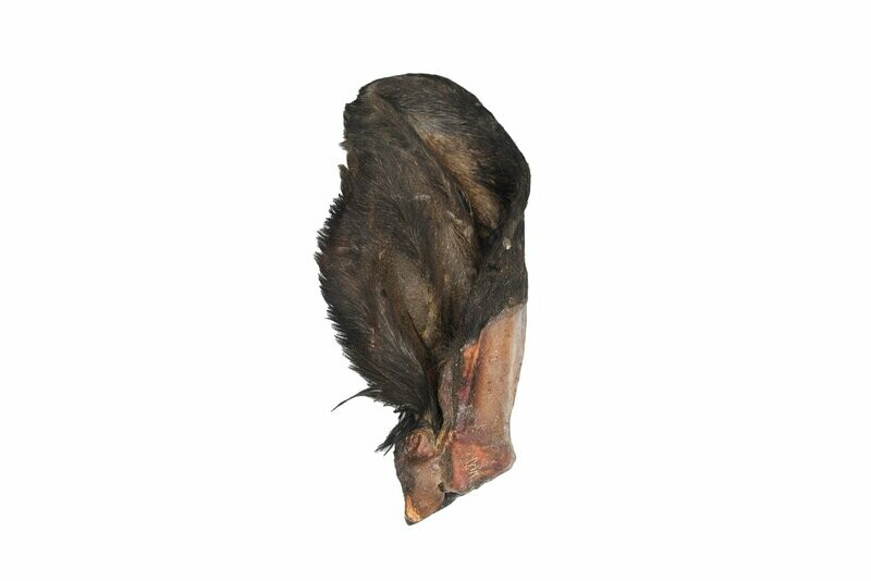 Hairy Cow Ear