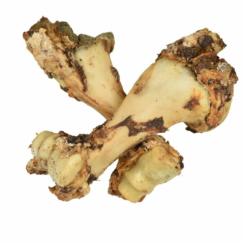 Jurrasic Bone