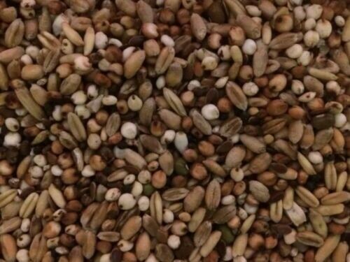 Unprepared Spod Mix/Party Mix. Soaked In Aniseed Oil