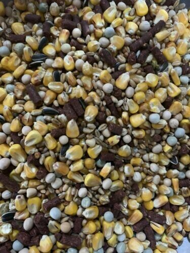 Unprepared Spod BLOODWORM Carp Fishing Bait Hemp Particles Seeds