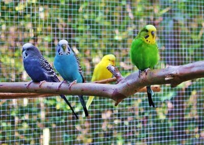 CAGE & AVIARY BIRDS