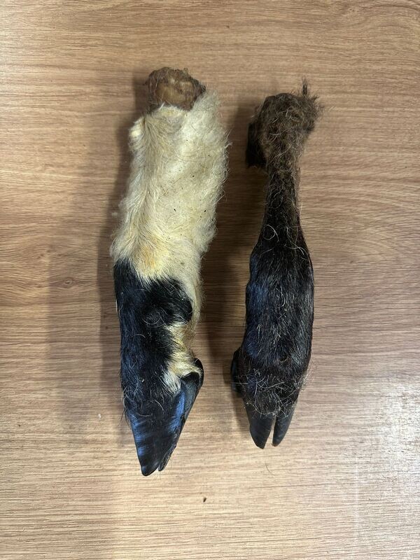 Goat leg