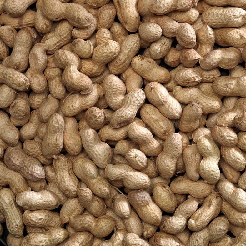 Peanut in shell (Monkeynuts)
