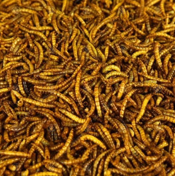 Dried Mealworms