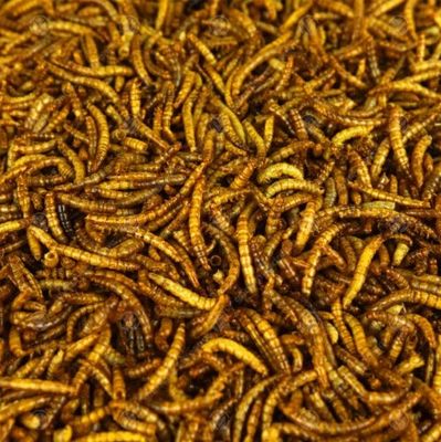 Dried Mealworms