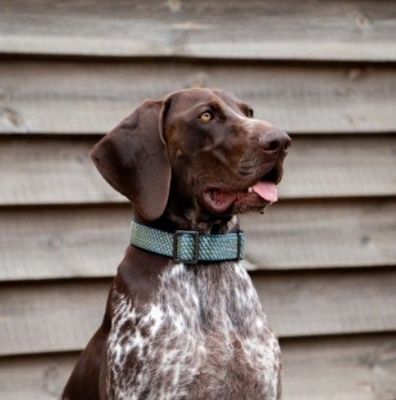 Collars, Leads & Harnesses