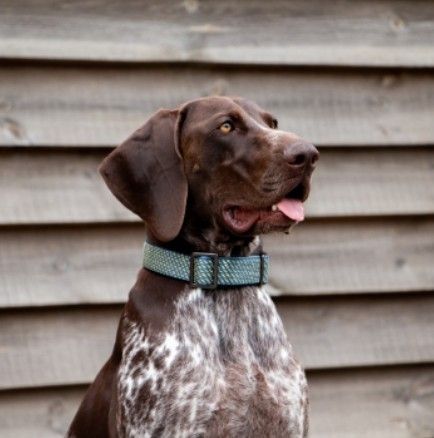 Collars, Leads & Harnesses