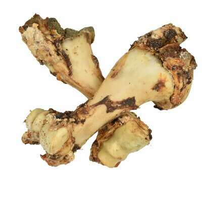 Jurrasic Bone