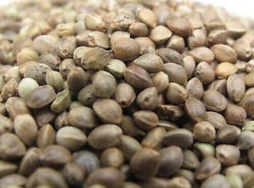High Quality hemp seed
