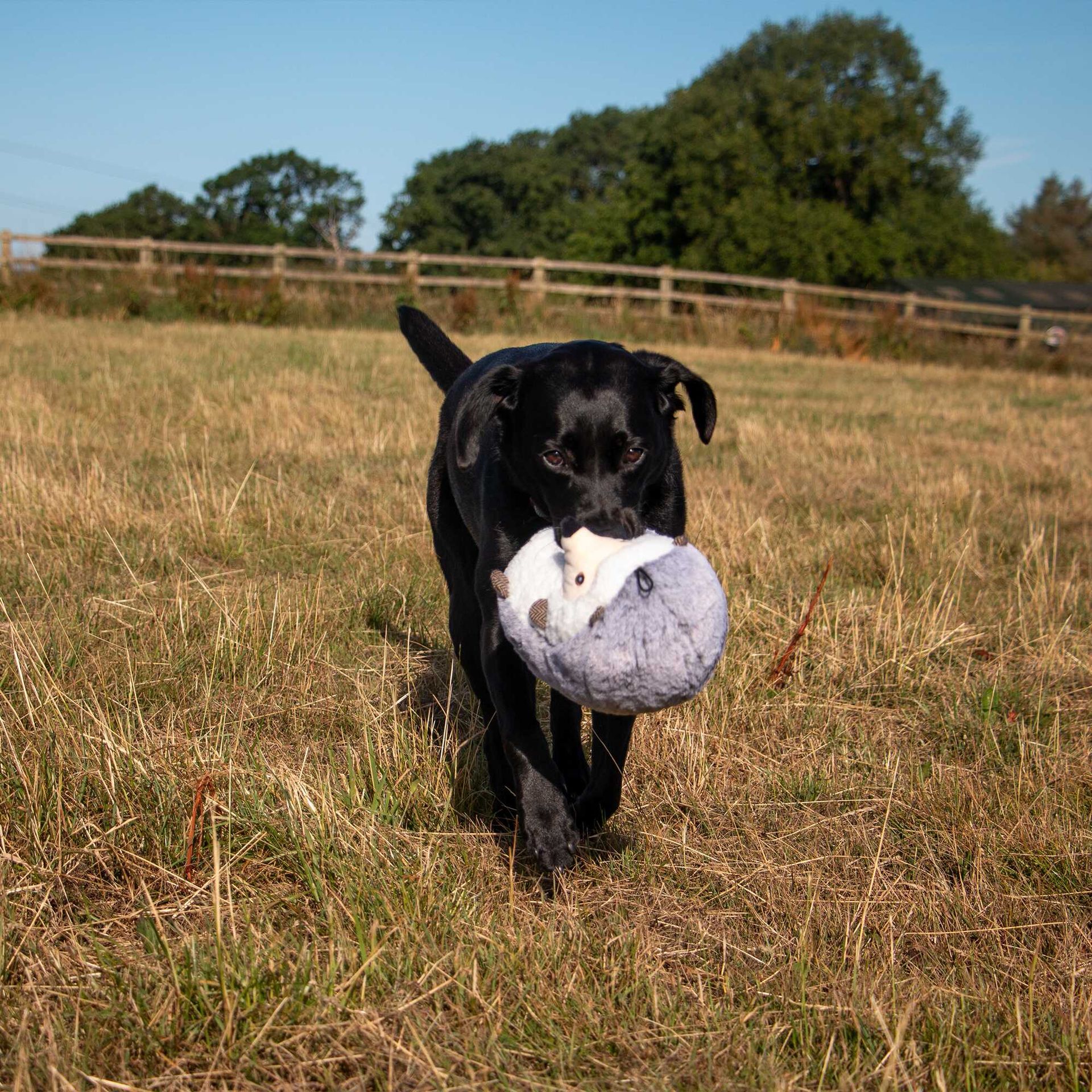 Heritage Harry Hedgehog