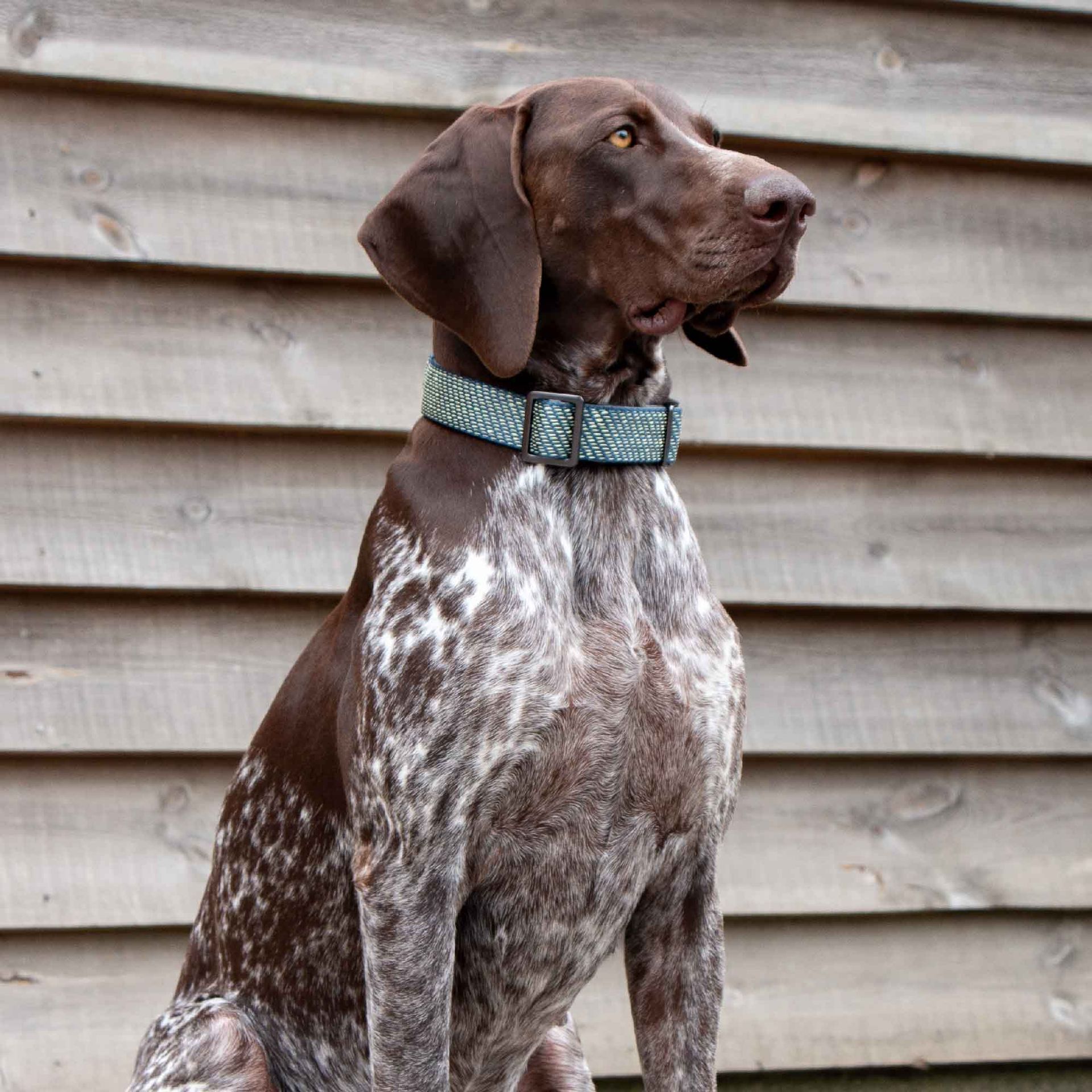 Extreme+ Collar With Grab Handle