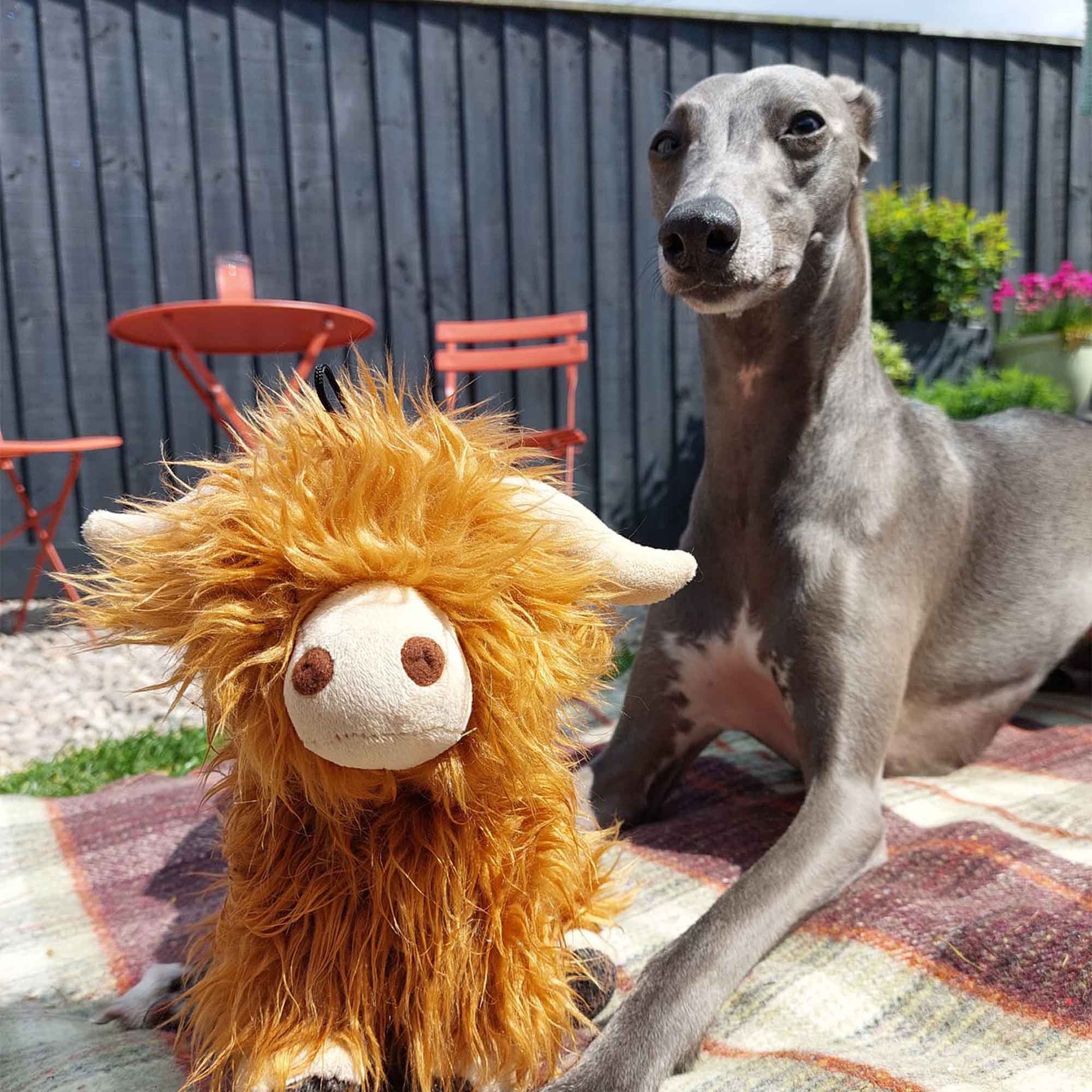 Heritage Fergus Highland Cow