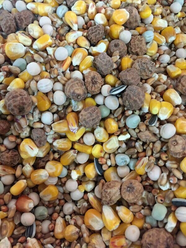 Unprepared MANGO/TIGERNUT Spod Carp Fishing Bait Hemp Maize Particles Seeds