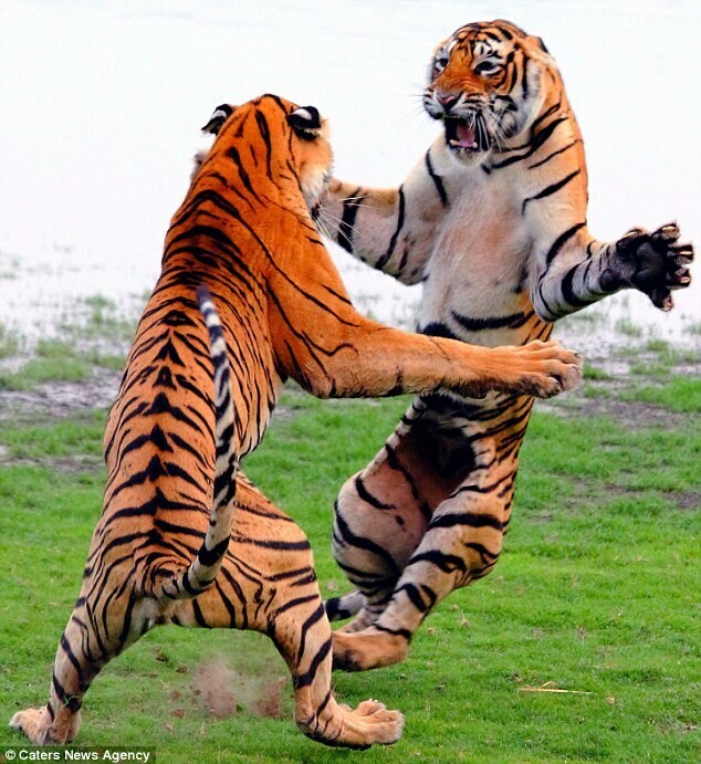 Befriending Angry Tigers