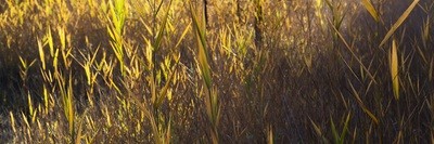 Autunno / tessuto a termosublimazione Autunno / tessuto a termosublimazione