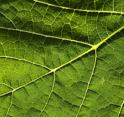 Green Leaf