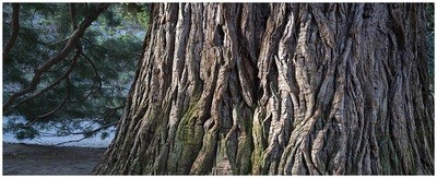 corteccia Sequoia gigante