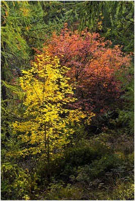 Fiamme d'autunno 2