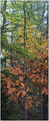 i colori del bosco - valle d'Aosta