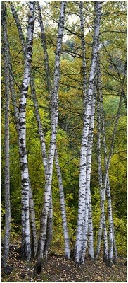 Birch forest - bosco di betulle