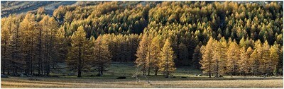 Autunno - ValFerret - paralume