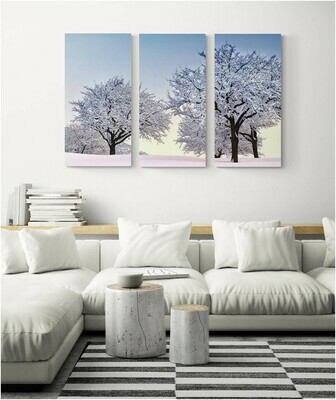 Apple trees at dawn