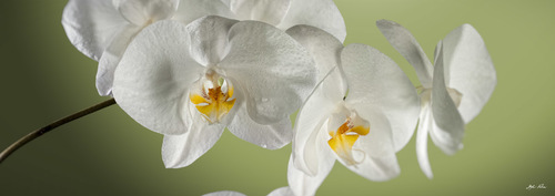 Orchidea per arredo, stampa su canvas TOP QUALITY