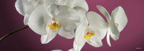 Orchidea per arredo, stampa su canvas TOP QUALITY