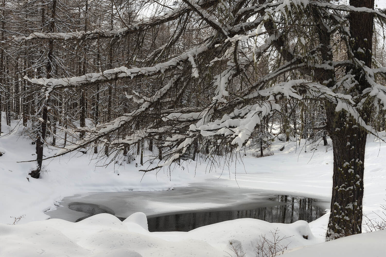 Winter trees 2