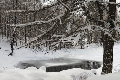 Winter trees 2