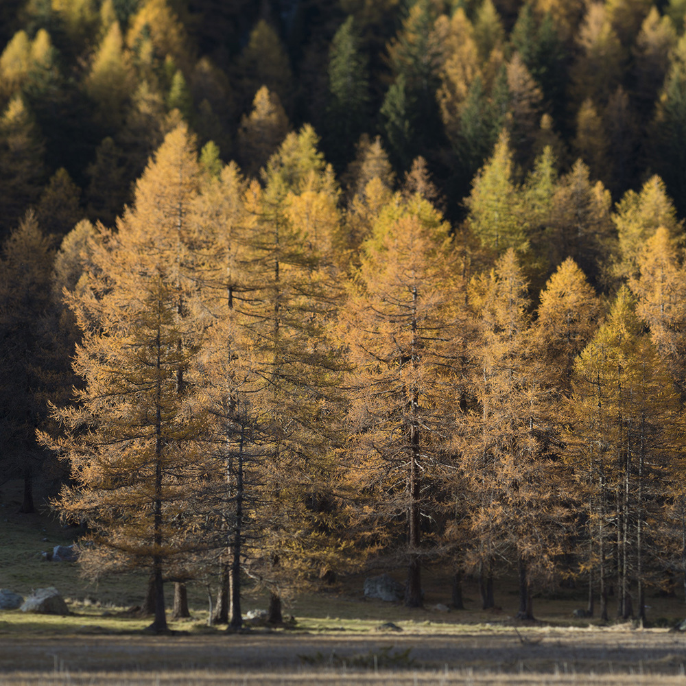 Autunno in Val Ferret