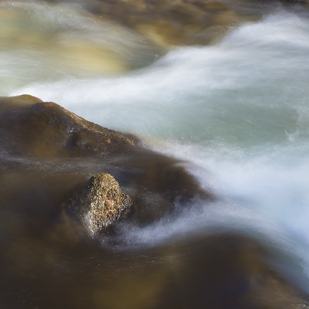 Water Life