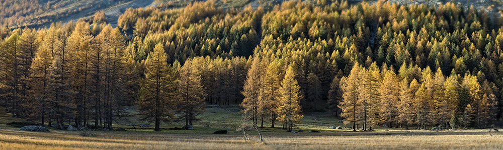 Autunno - Val Ferret, Formato: 100x30cm, Supporto: Tela montata su telaio da 20mm