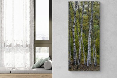 Birch forest - bosco di betulle