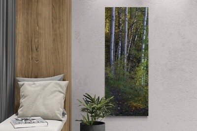 Birch forest - bosco di betulle