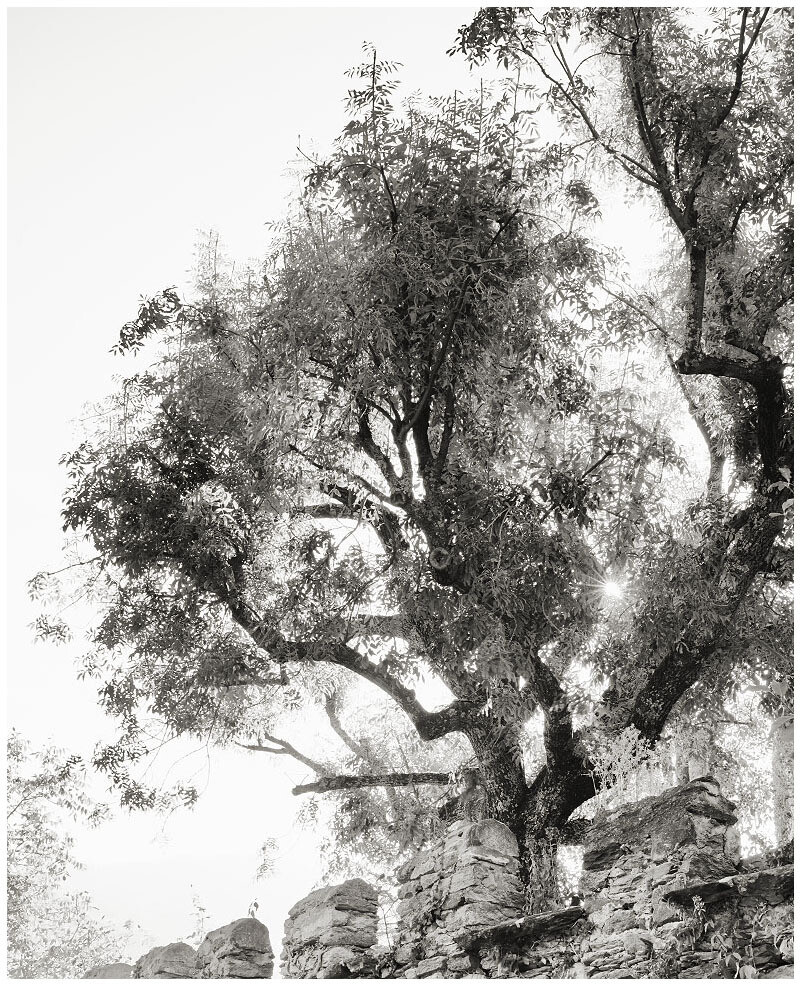 Light between tree