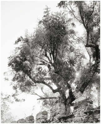 Light between tree