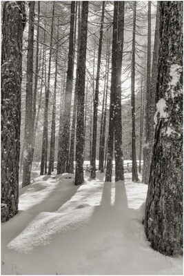 Luce tra gli alberi innevati