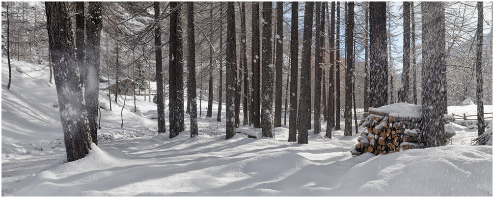 Winter trees