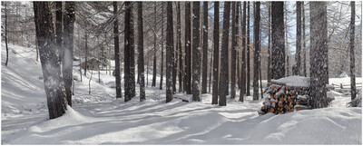 Winter trees