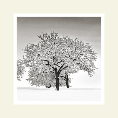 Trees at dawn #2