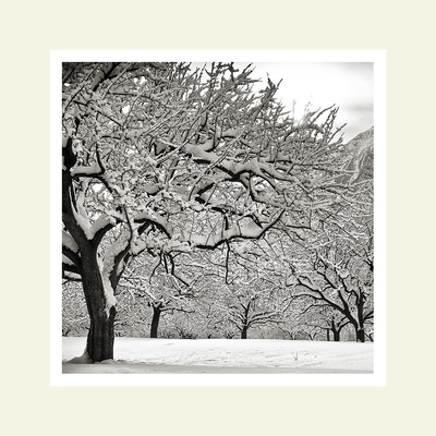 Trees at dawn #3